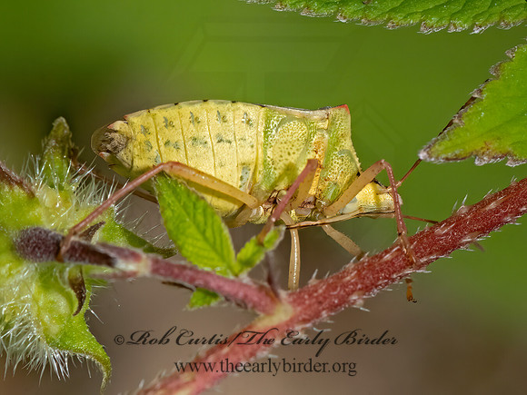 Euchistus servus   STINKBUG 3025898z