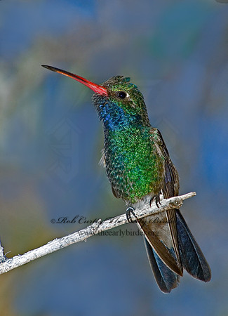Cyanthus latirostris  BROAD-BILLED HUMMINGBIRD 5005564  IF