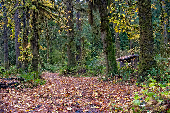 QUEETS CAMPGROUND    8019422z