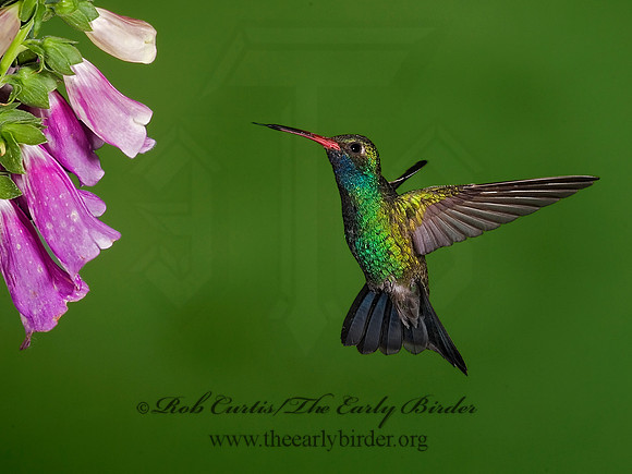 Cyanthus latirostris  BROAD-BILLED HUMMINGBIRD 6025635-
