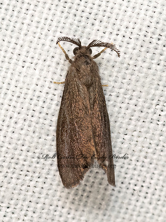 Cryptothelea gloverii  GLOVER'S BAGWORM MOTH 3031517z