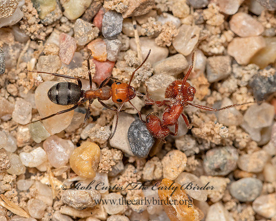 Formica integra group   FIELD ANT 3025206z