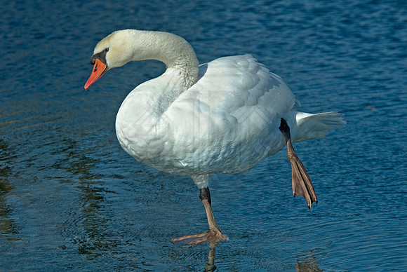Cygnus olor  MUTE SWAN 6000462