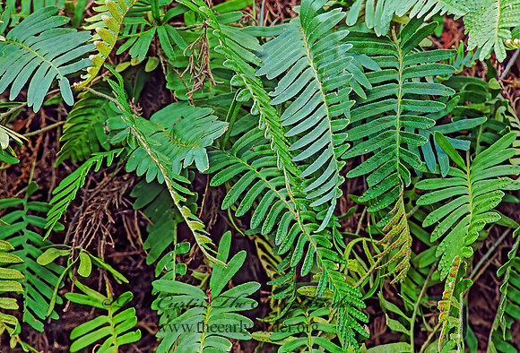Nephrolepis exalta  SWORD FERN 271303z