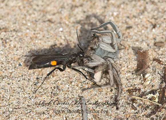 Anoplius semicinctus  POMPILINAE SPIDER WASP 9040802z
