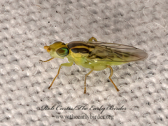Meromyza  GRASS FLY 3023663z