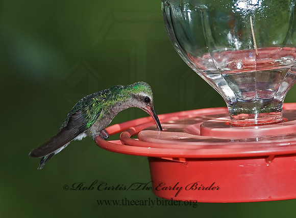 Cyanthus latirostris  BROAD-BILLED HUMMINGBIRD 7008827