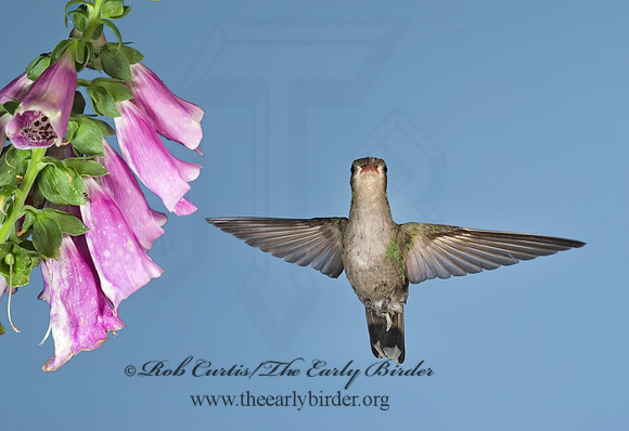 Cyanthus latirostris  BROAD-BILLED HUMMINGBIRD 6025825