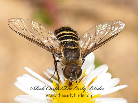 Villa  BEE FLY 3026283z
