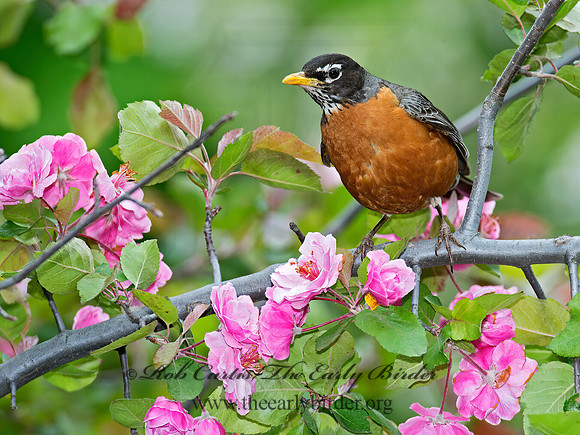 Turdus migratorius  AMERICAN ROBIN 9011613z