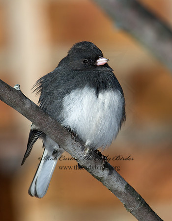 Junco hyemalis   DARK-EYED JUNCO 6030030z