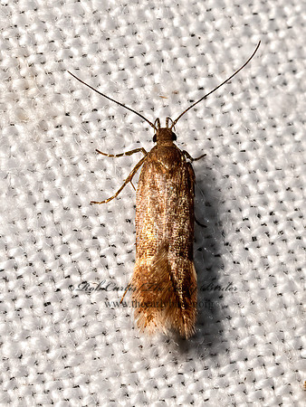 Eudactylota  TWIRLER MOTH 3036533z