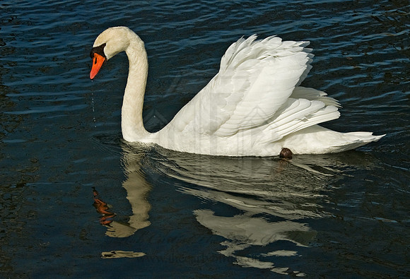 Cygnus olor  MUTE SWAN 5018432