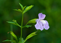 Mimulus ringens SQUARE-STEMMED MONKEY FLOWER 8017214z