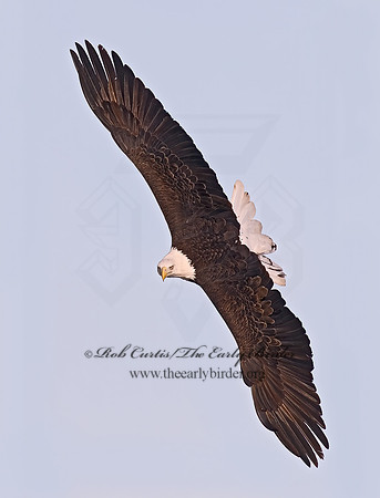 Haliaeetus leucocephalus  BALD EAGLE 6020480z