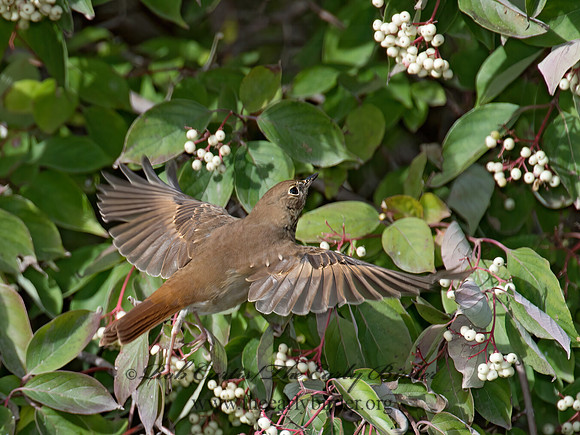 Catharus guttatus  HERMIT THRUSH 9015625z