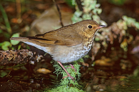 Catharus ustulatus  SWAINSON'S THRUSH 165715z