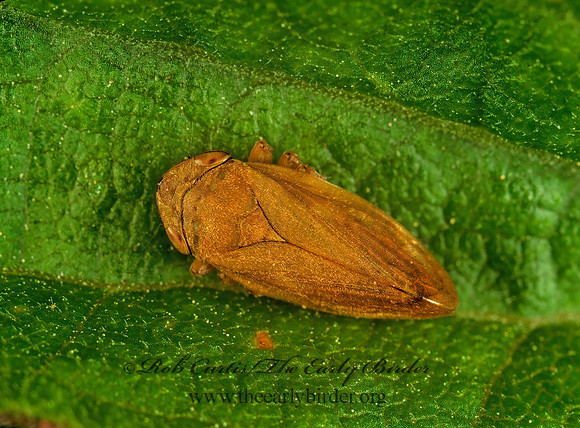 Philaenus spumarius  MEADOW SPITTLEBUG 291106z