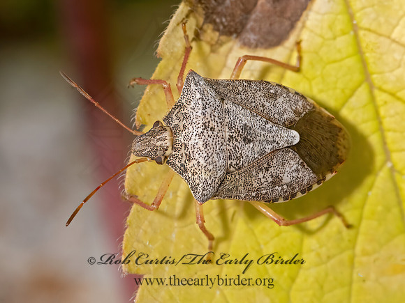Euchistus servus  STINKBUG 3025899z