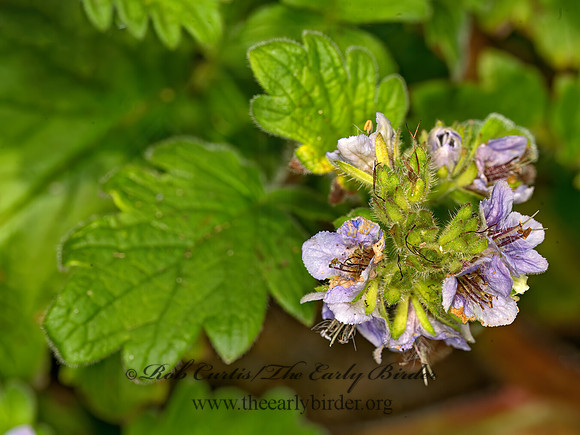 Phacelia bolanderi  BOLANDER'S PHACELIA 9059484z