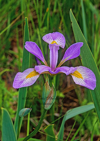 Iris versicolor   BLUE FLAG IRIS 267333z