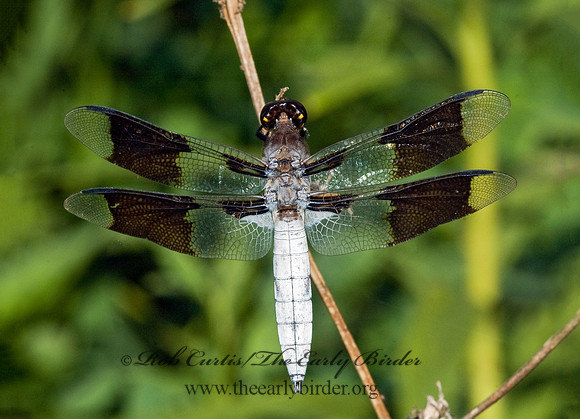 Libellula lydia COMMON WHITETAIL 5014493 M