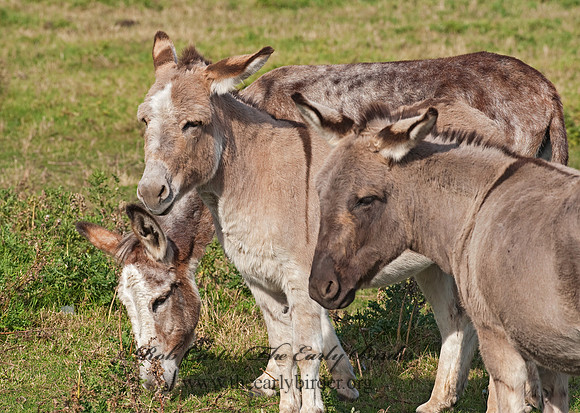 Equus asinus  DONKEY 8024238z