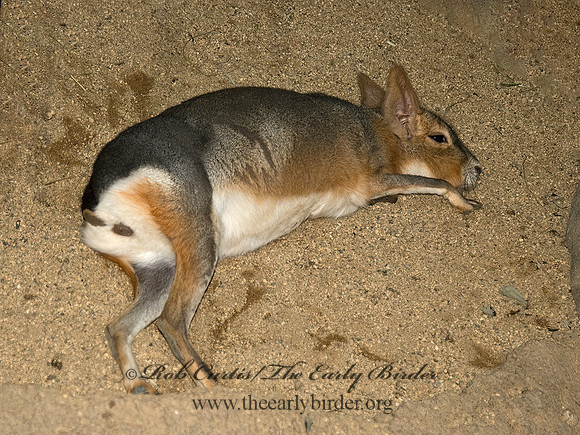 Dolichotis patagonum  PATAGONIAN CAVY 5017268 z