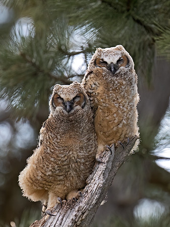 Bubo virginianus  GREAT HORNED OWL 9076508Z