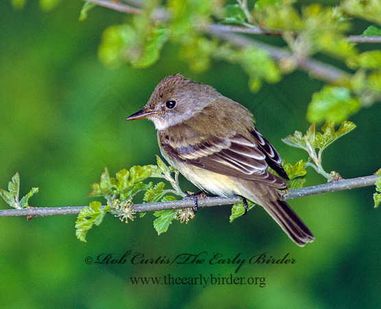 Empidonax traillii TRAILL'S FLYCATCHER 9002218