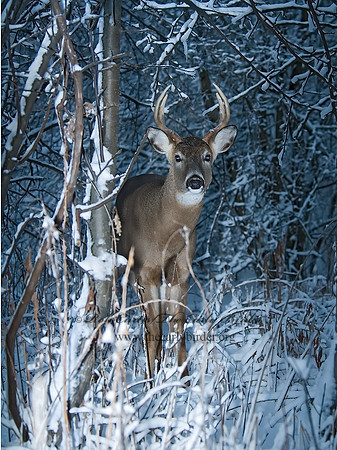 Odocoileus virginianus  WHITE-TAILED DEER  6018894z