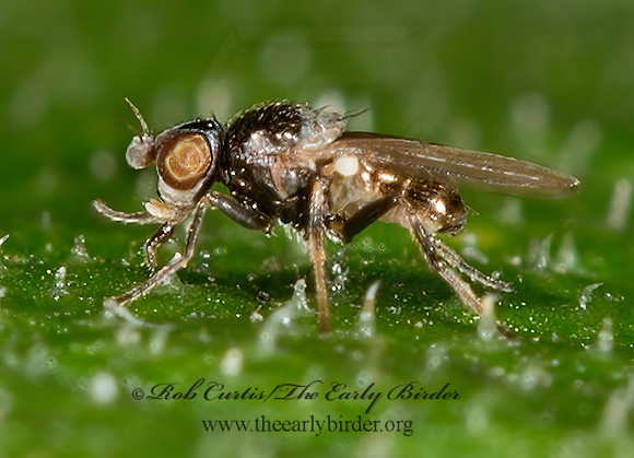 Apallates particeps FRIT FLY 9013582-1z