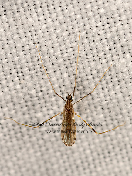 Erioptera parva  LIMONIID CRANE FLY 3041859z