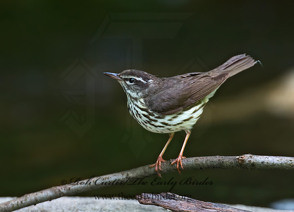 Parkesia motacilla  LOUISIANA WATERTHRUSH 9012731z