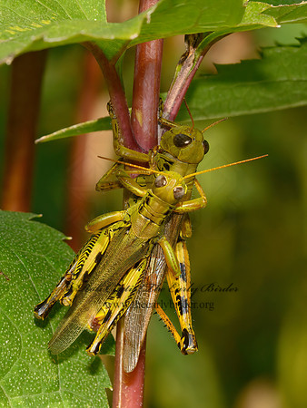 Melanoplus differentialis  DIFFERENTIAL GRASSHOPPER 1305504z