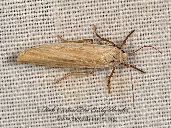 Crambidia  CRAMBID MOTH 3031535z