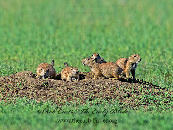 Cynomys ludovicianus  BLACK-TAILED PRAIRIE DOG 134503z
