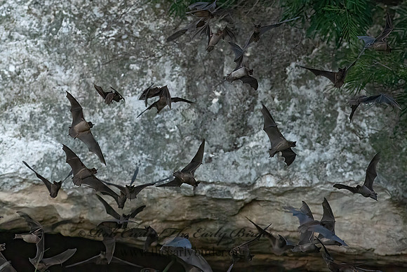 Tadarida brasiliensis  MEXICAN FREE-TAILED BAT 6040923z