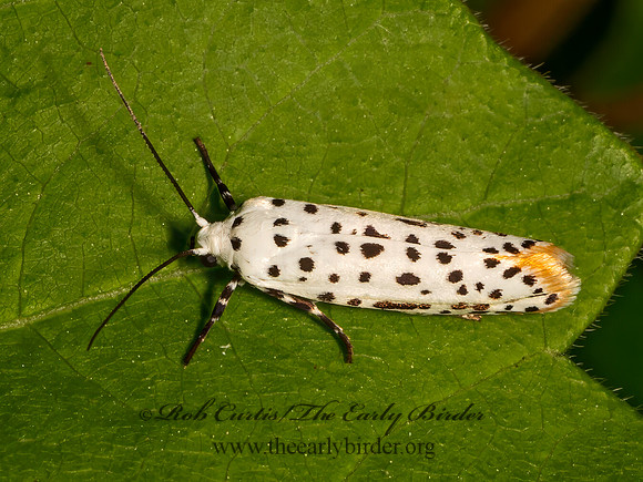 Prays atomocella  HOP-TREE BORER MOTH 9078553z