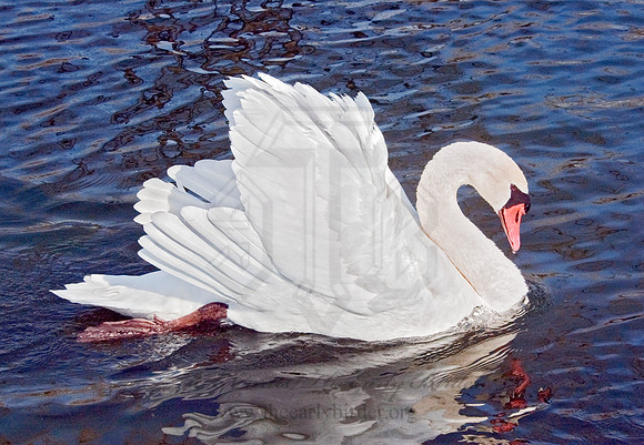 Cygnus olor  MUTE SWAN 5018381
