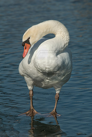Cygnus olor  MUTE SWAN 6000478