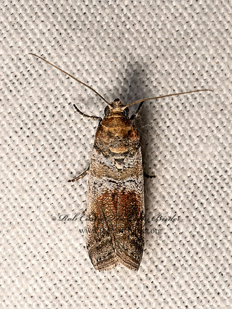 Chararica hystriculella  KNOT-HORN MOTH 3033261z