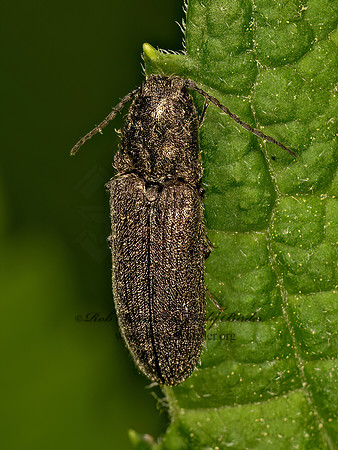 Limonius  CLICK BEETLE 9077741z
