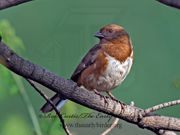 Pipilo erythrophthalmus  EASTERN TOWHEE 6003103z