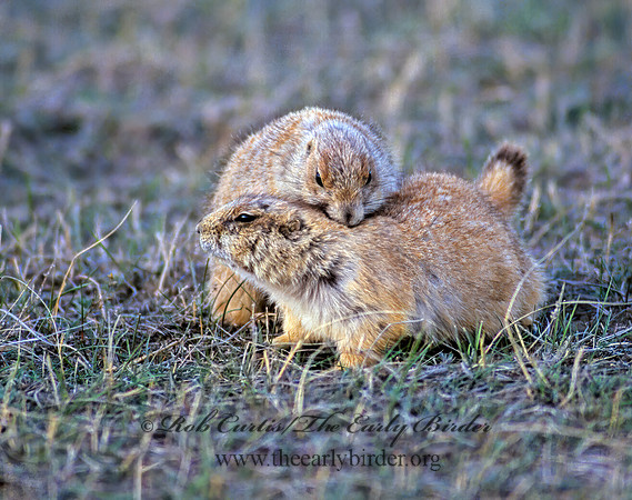 Cynomys ludovicianus  BLACK-TAILED PRAIRIE DOG 147725z