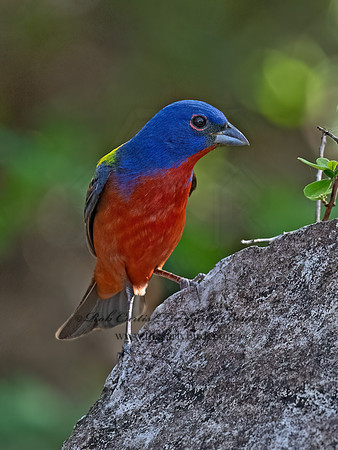 Passerina ciris  PAINTED BUNTING 3040765z