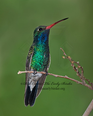 Cyanthus latirostris  BROAD-BILLED HUMMINGBIRD 6025366