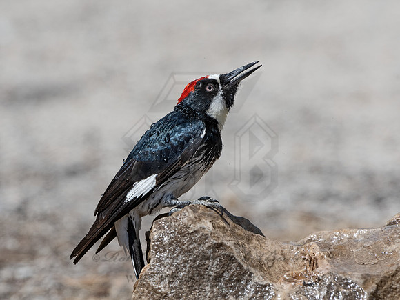 Melanerpes formicivorus  ACORN WOODPECKER 3036757z