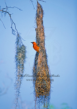 Icterus gularis  ALTAMIRA ORIOLE 51522z