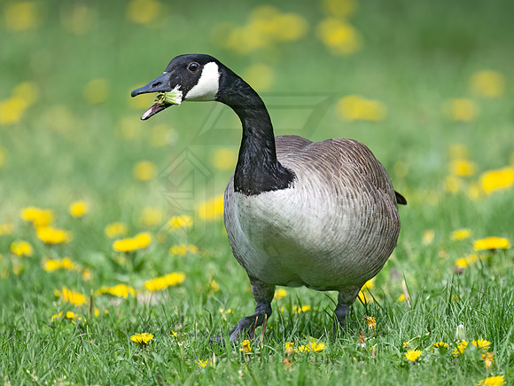 Branta canadensis  CANADA GOOSE 9076756Z